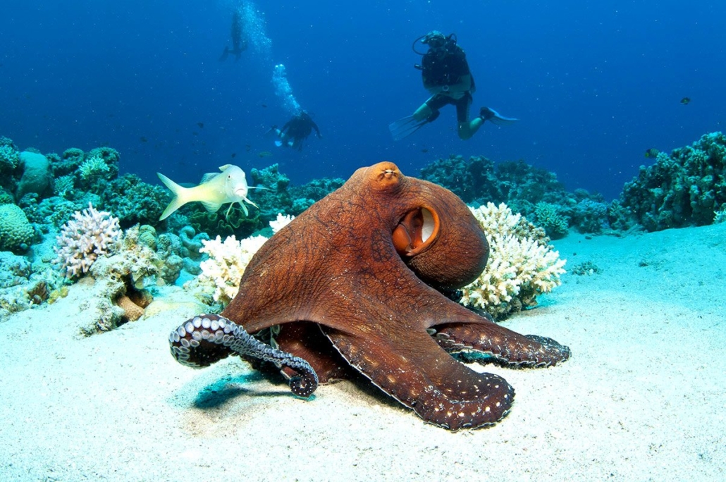 zanzibar under water photos